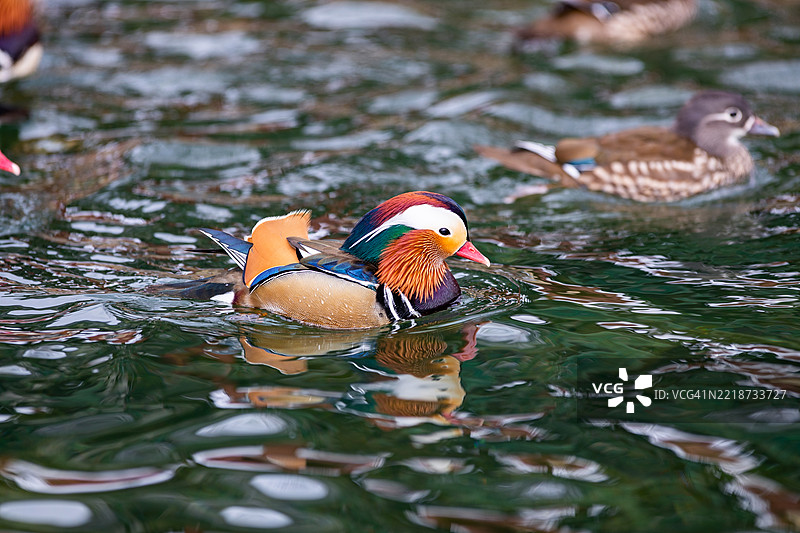 韩国全罗北道南原市的鸳鸯图片素材