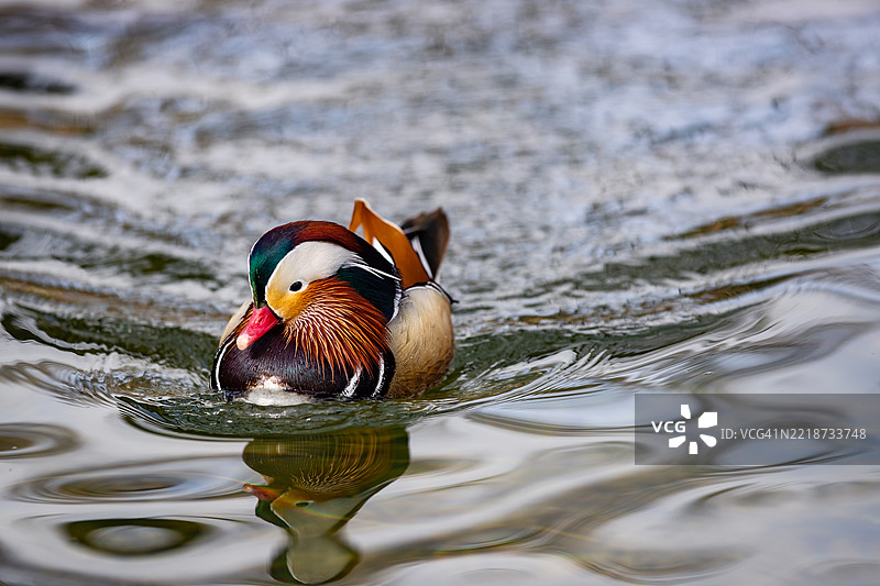 韩国全罗北道南原市的鸳鸯图片素材