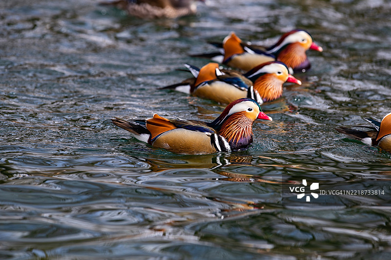 韩国全罗北道南原市的鸳鸯图片素材