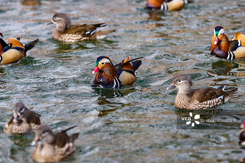 韩国全罗北道南原市的鸳鸯图片素材