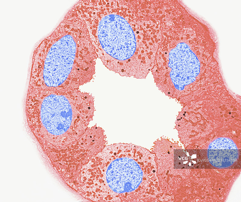 肾小管上皮细胞图片素材