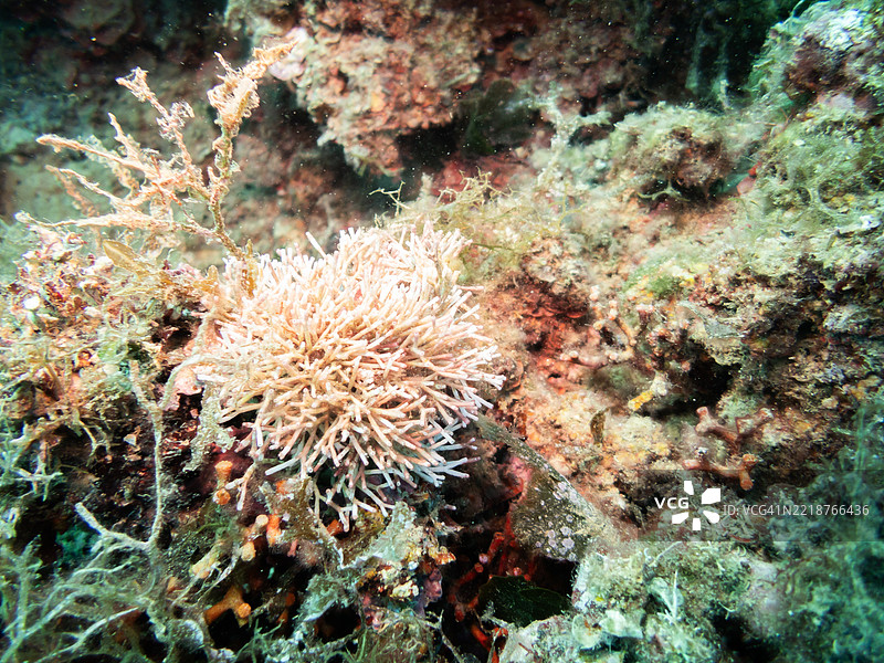 珊瑚礁图片素材