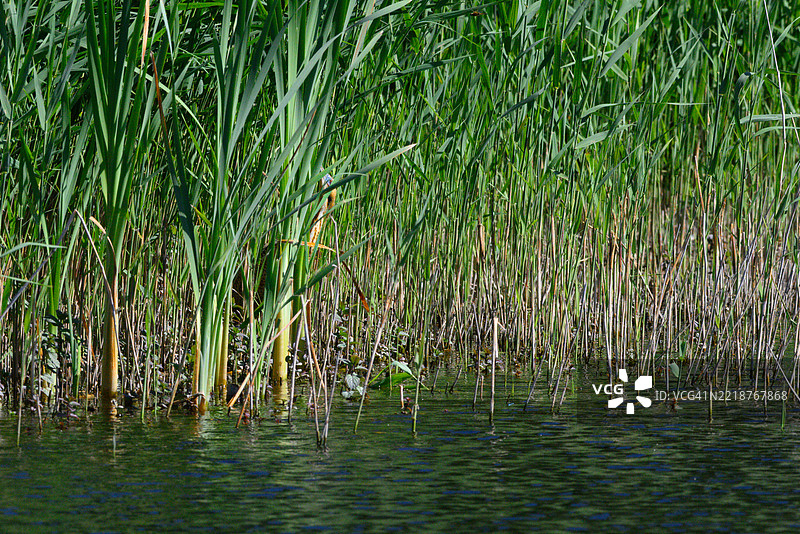 欧亚苇鳽藏身于芦苇丛中。图片素材