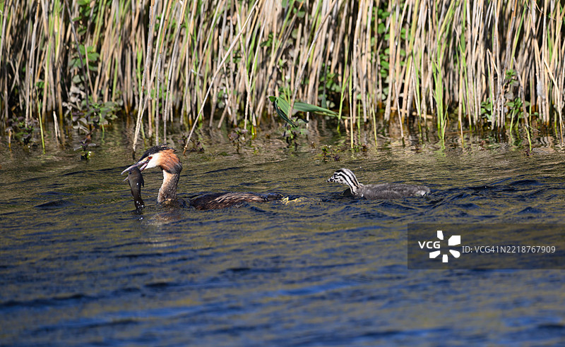 大冠鸊鷉嘴里叼着一条鳗鱼，身后跟着它的小鸟，幼鸟在湖面上游泳。图片素材
