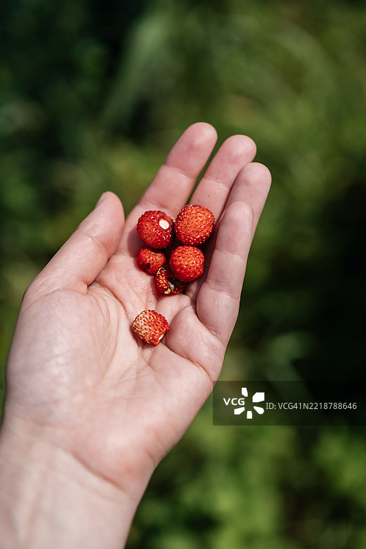 一只手轻轻地握着几颗从花园里采摘的成熟野生草莓，鲜艳的红色和水果的新鲜感在模糊的绿色背景中展现。图片素材