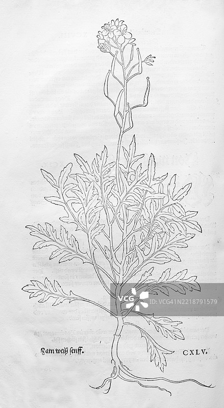 细叶双子草，臭草，臭蒜（Diplotaxis tenuifolia），由莱昂哈特·福克斯创作的木刻，来自《新草药书》，迈克尔·伊辛格林，瑞士巴塞尔，1543年，欧洲图片素材