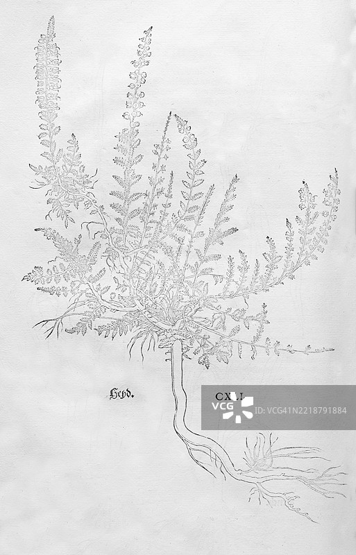 石楠（Calluna vulgaris），莱昂哈特·福克斯的木刻，来自《新草药书》，迈克尔·伊辛格林，瑞士巴塞尔，1543年，欧洲图片素材