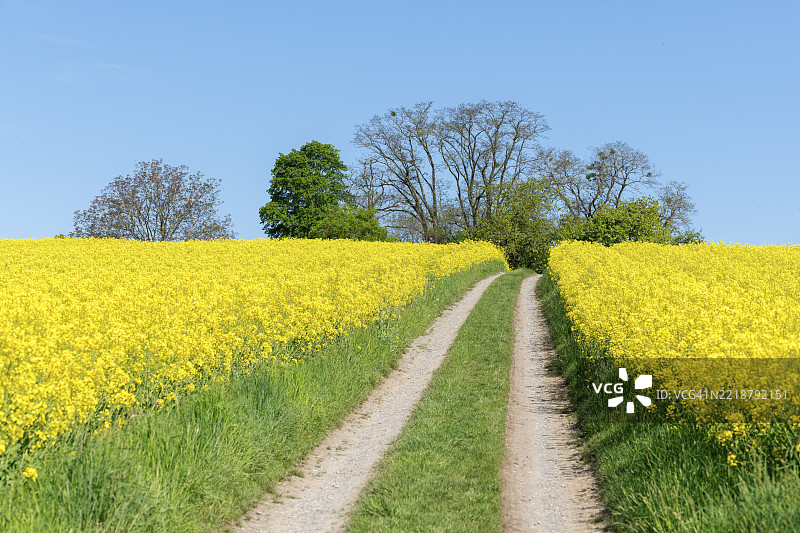 一条草地小径穿过油菜花田，蓝天明亮，位于德国巴登-符腾堡州的温嫩登附近。图片素材