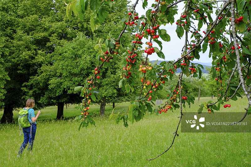 弗兰肯樱桃，果园间的徒步者，在布赫莱特自然保护区，马尔克特贝罗尔茨海姆，阿尔特米尔河谷，中弗兰肯，弗兰肯，巴伐利亚，德国，欧洲图片素材