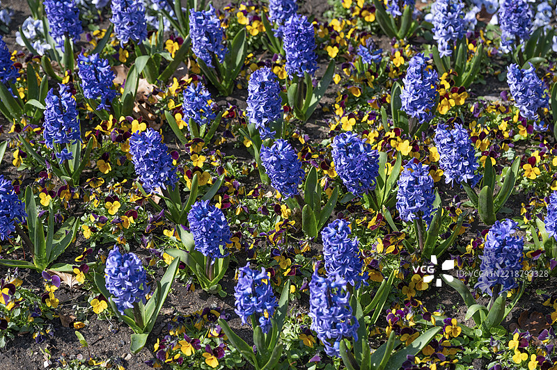 风信子(Hyacinthus)和三色堇(Viola wittrockiana),位于德国巴伐利亚州中弗兰肯地区埃尔朗根市公园的花坛图片素材