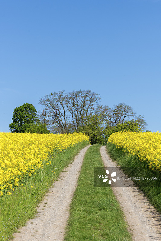 一条乡间小路穿过盛开的油菜花田，蓝天清澈，位于德国巴登-符腾堡州的温嫩登附近。图片素材