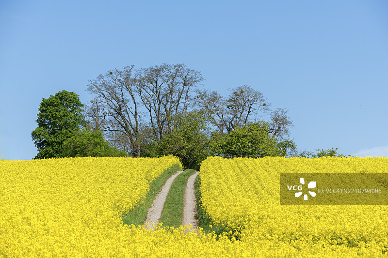 一条沙土小路穿过盛开的油菜花田，蓝天之下，位于德国巴登-符腾堡州的温嫩登附近。图片素材