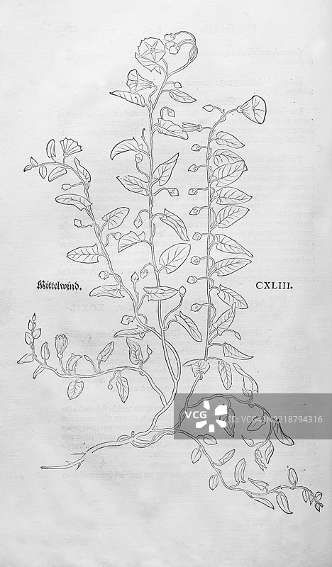 田间旋花（Convolvulus arvensis），由莱昂哈特·福克斯（Leonhart Fuchs）创作的木刻，出自《新草药书》（New Kreüterbuch），迈克尔·伊辛格林（Michael Isingrin）出版，瑞士巴塞尔，1543年，欧洲图片素材