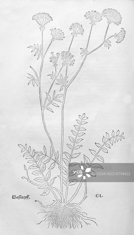 直立水芹(Berula erecta),由莱昂哈特·福克斯(Leonhart Fuchs)创作的木刻,出自《新草药书》(New Kreüterbuch),迈克尔·伊辛格林(Michael Isingrin)出版,瑞士巴塞尔,1543年,欧洲图片素材