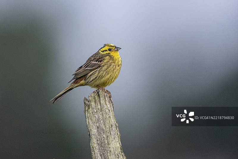 黄鹀（Emberiza citronella），德国下萨克森州，埃姆斯兰，欧洲图片素材