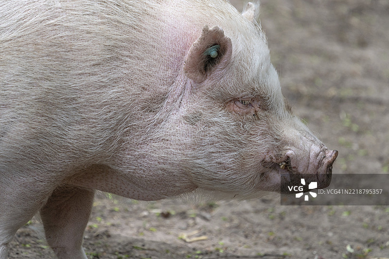 哥廷根迷你猪（家猪），野生动物园，巴伐利亚，德国，欧洲图片素材