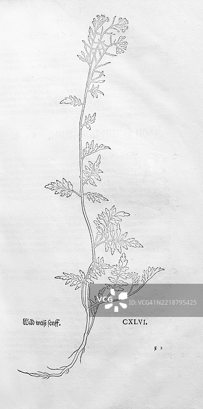 野芥菜,Rorippa sylvestris,莱昂哈特·福克斯的木刻,来自《新草药书》,迈克尔·伊辛格林,瑞士巴塞尔,1543年,欧洲图片素材