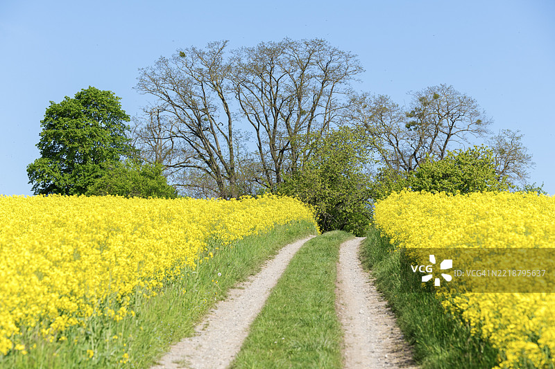 一条乡间小路穿过盛开的油菜花田，背景是蓝天和树木，位于德国巴登-符腾堡州的温嫩登附近。图片素材