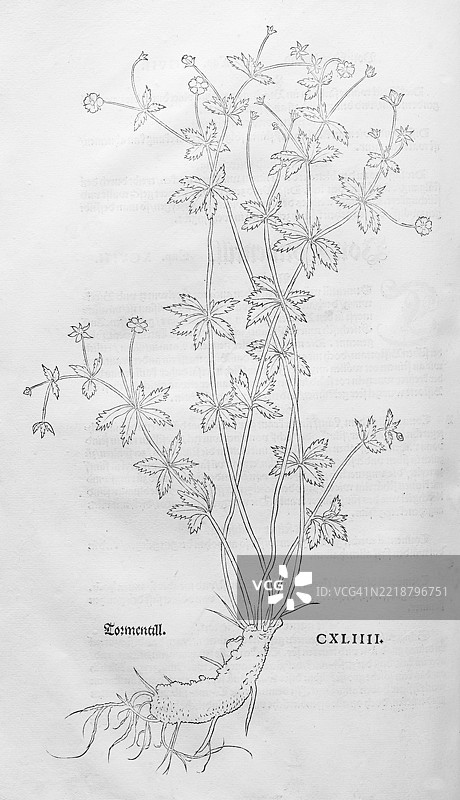 直立五叶草（Potentilla erecta），莱昂哈特·福克斯的木刻，来自《新草药书》，迈克尔·伊辛格林，瑞士巴塞尔，1543年，欧洲图片素材