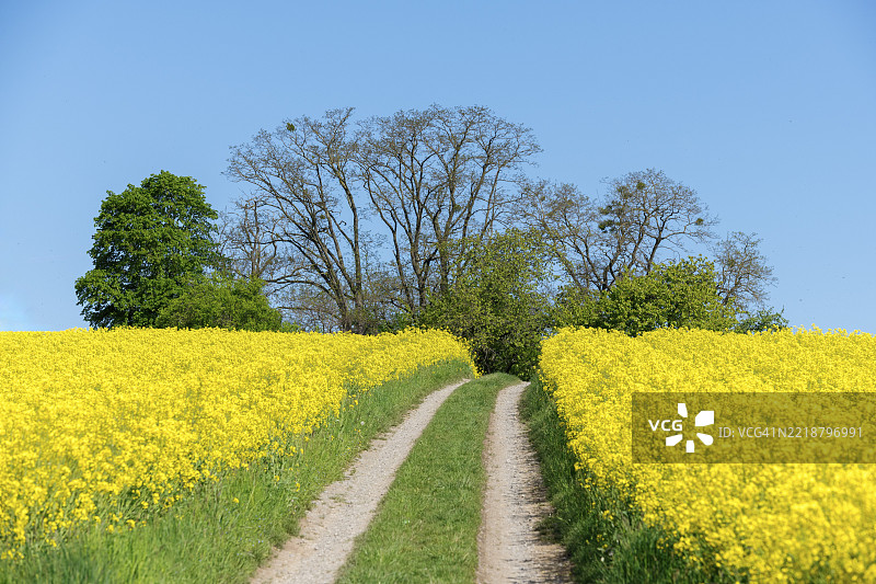 一条乡村小路穿过明亮的黄色油菜花田，田间小路两旁种满了树木，位于德国巴登-符腾堡州的温嫩登附近。图片素材