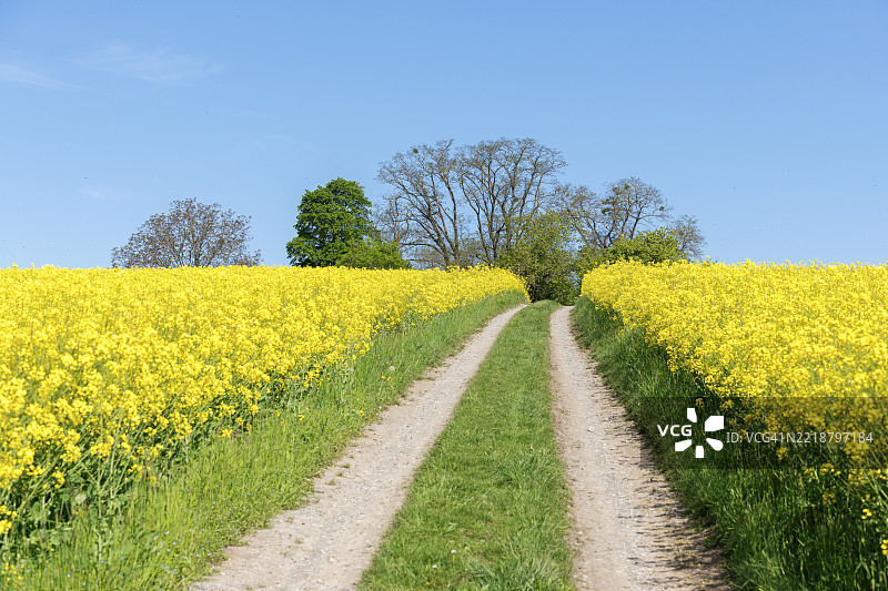 一条乡间小路蜿蜒穿过黄色的油菜花田，旁边是绿色的植被和树木，位于德国巴登-符腾堡州的温嫩登附近。图片素材