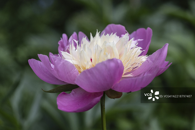 牡丹（美丽碗牡丹），德国下萨克森州，埃姆斯兰，欧洲图片素材