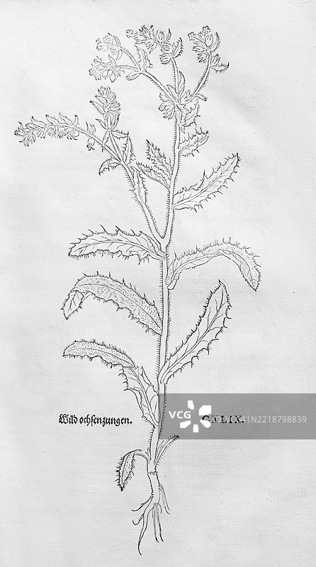 阿克尔-克鲁姆哈斯,阿克尔-牛舌草(Anchusa arvensis),莱昂哈特·福赫斯的木刻,来自《新草药书》,迈克尔·伊辛格林,瑞士巴塞尔,1543年,欧洲图片素材
