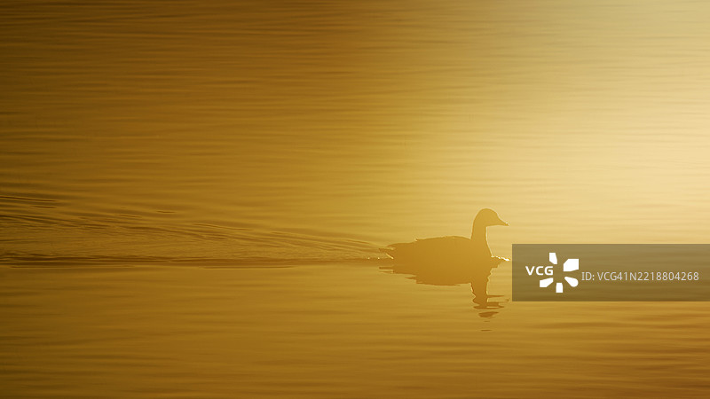 宾夕法尼亚州中溪的金色日出下的加拿大鹅剪影图片素材
