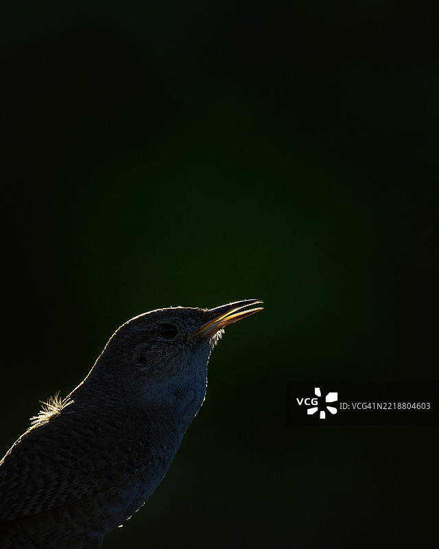 可爱的年轻树燕在宾夕法尼亚州的中溪逆光下图片素材