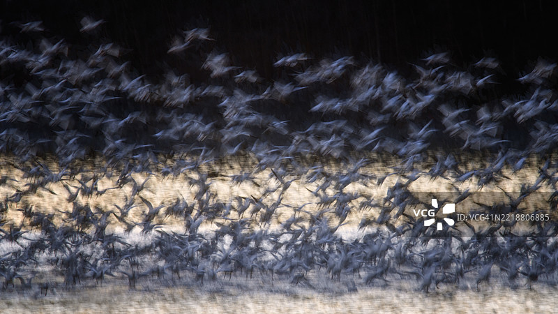 宾夕法尼亚州中溪运动模糊中的雪鹅惊艳艺术作品图片素材