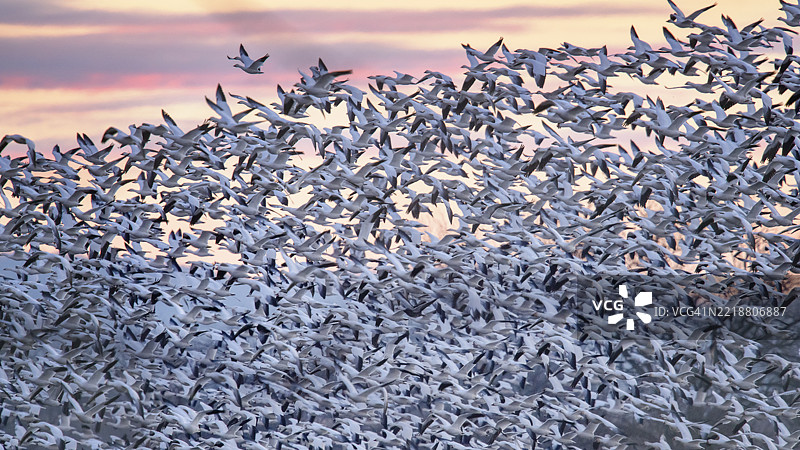 宾夕法尼亚州中溪的壮观日出与大群雪雁图片素材