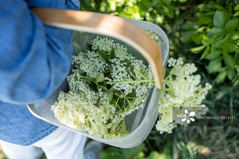 一位不知名的女性手持乡村风格的篮子，采摘接骨木花。图片素材