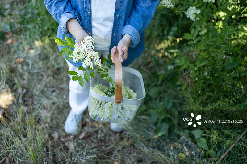 特写镜头展示一只手递出接骨木花枝，细腻的白色花朵和鲜艳的绿色叶子尽显其中。图片素材