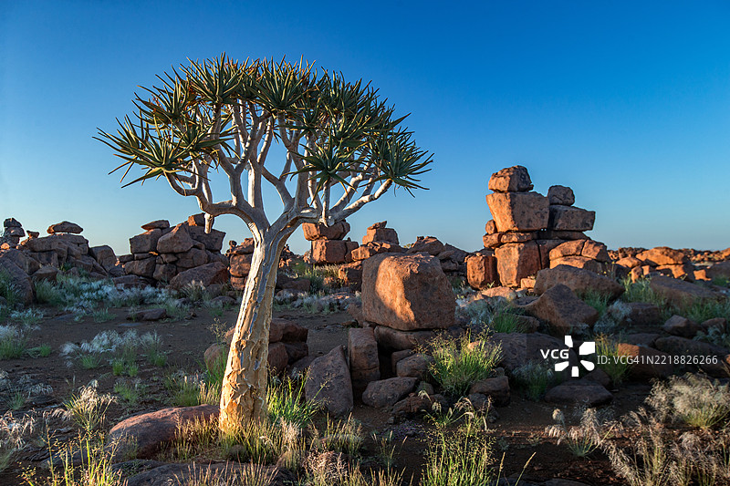 巨人游乐场公园中的箭树与堆积的巨大辉绿岩巨石图片素材