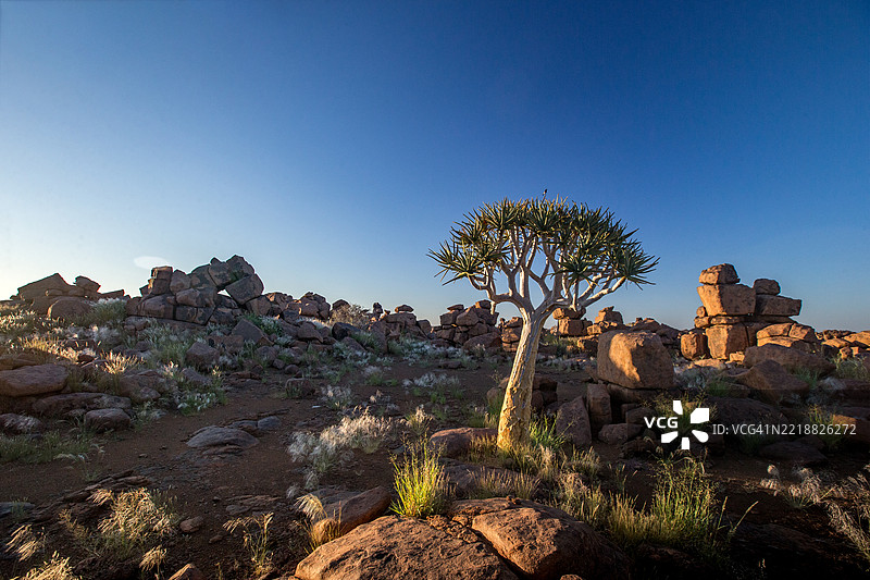 巨人游乐场公园中的箭树与堆积的巨大辉绿岩巨石图片素材