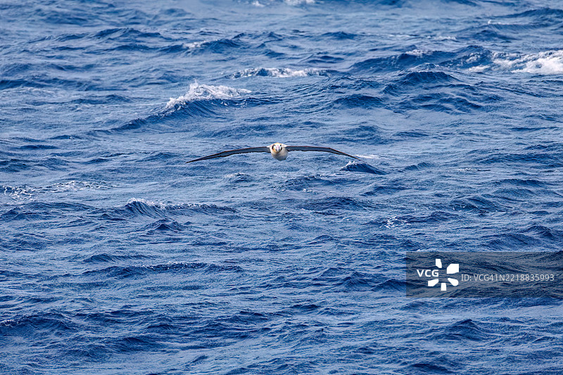 一只巨大的短尾信天翁（Phoebastria albatrus）在海岸外飞翔。翼展超过2米。图片素材