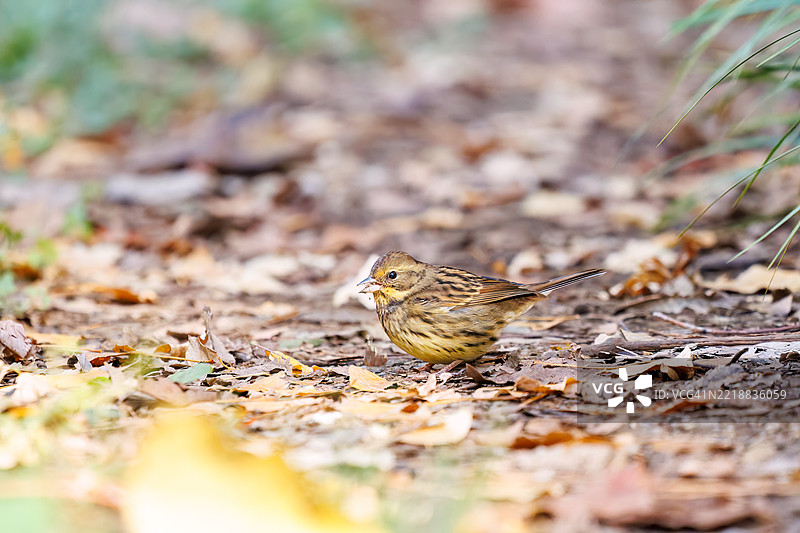 可爱的灰尾鹤鹑（Emberiza spodocephala，雀科）在寻找食物。图片素材