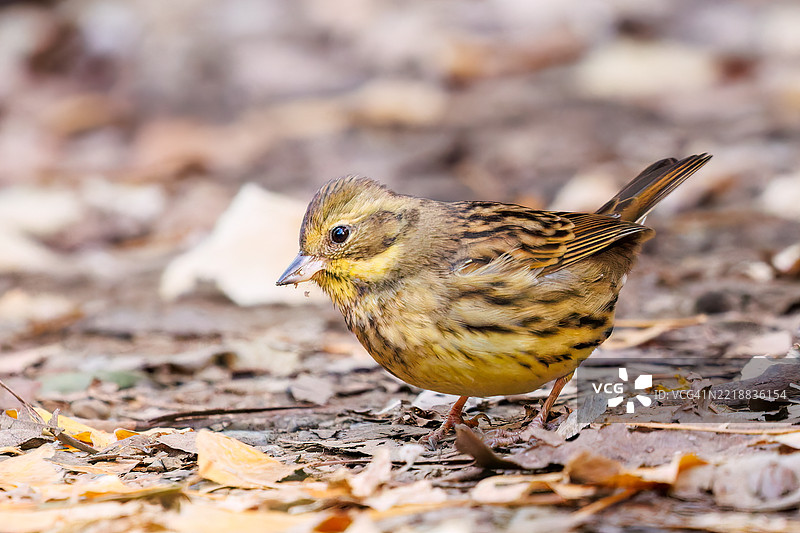 可爱的灰尾鹤鹑（Emberiza spodocephala，属于雀科）在寻找食物。图片素材