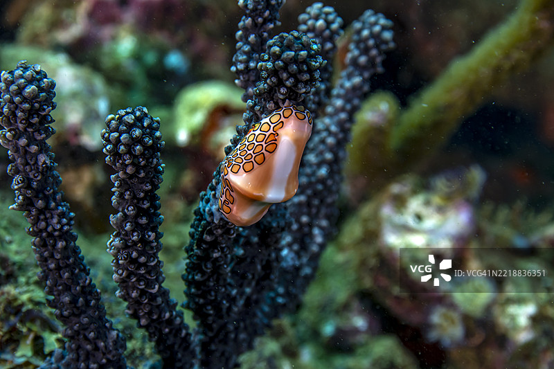 火烈鸟舌头。图片素材