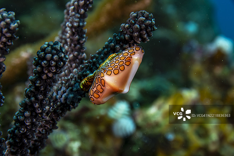 火烈鸟舌头。图片素材