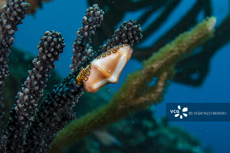 火烈鸟舌头。图片素材