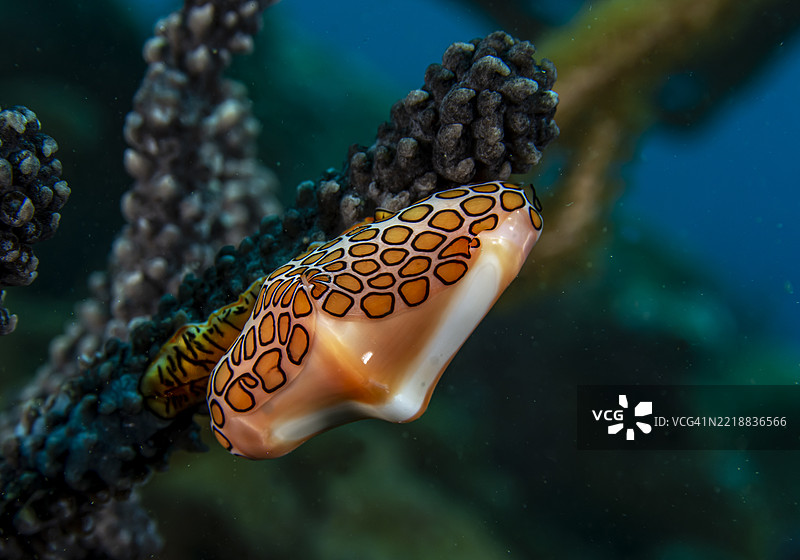 火烈鸟舌头。图片素材