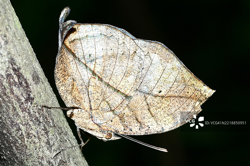 叶蝉（Kallima inachus）- 黑色背景。图片素材