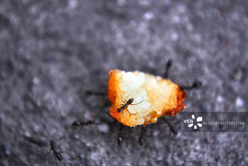 一群蚂蚁正在合作将一块食物搬过一个有纹理的表面。图片素材