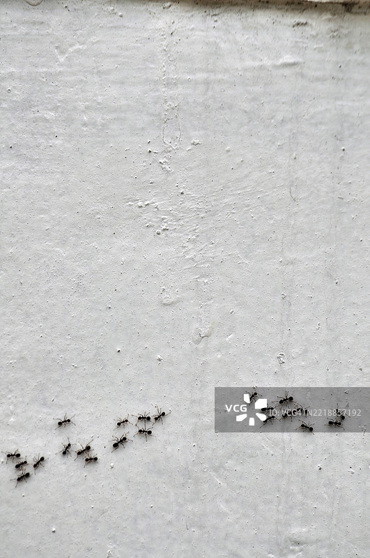 一群小黑蚂蚁正沿着一面有纹理的浅色墙壁排成一行爬行。图片素材