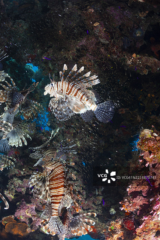 狮子鱼在洞穴中的鱼群 水下场景图片素材