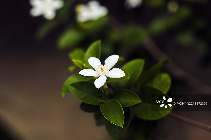 白色花朵的特写镜头。图片素材