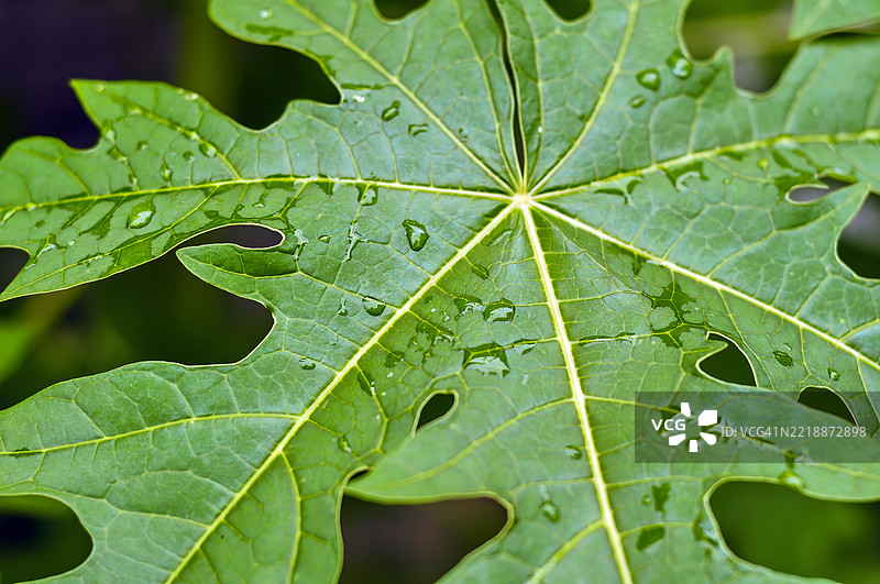 一片绿色叶子的特写。图片素材