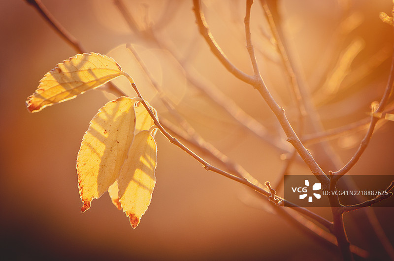 红色秋光中的黄色树叶图片素材