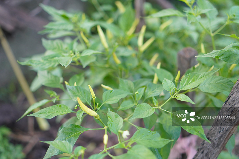 凯伦辣椒图片素材